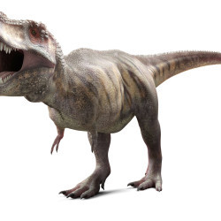 Tyrannosaurus rex