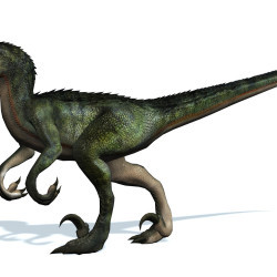 Velociraptor