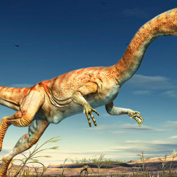 Coelophysis