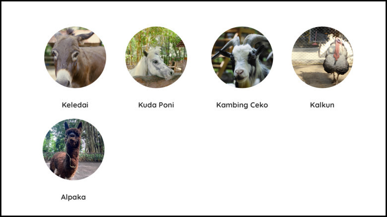 Zona Petting Zoo