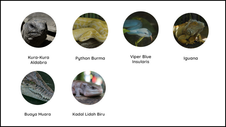 Zona Reptil