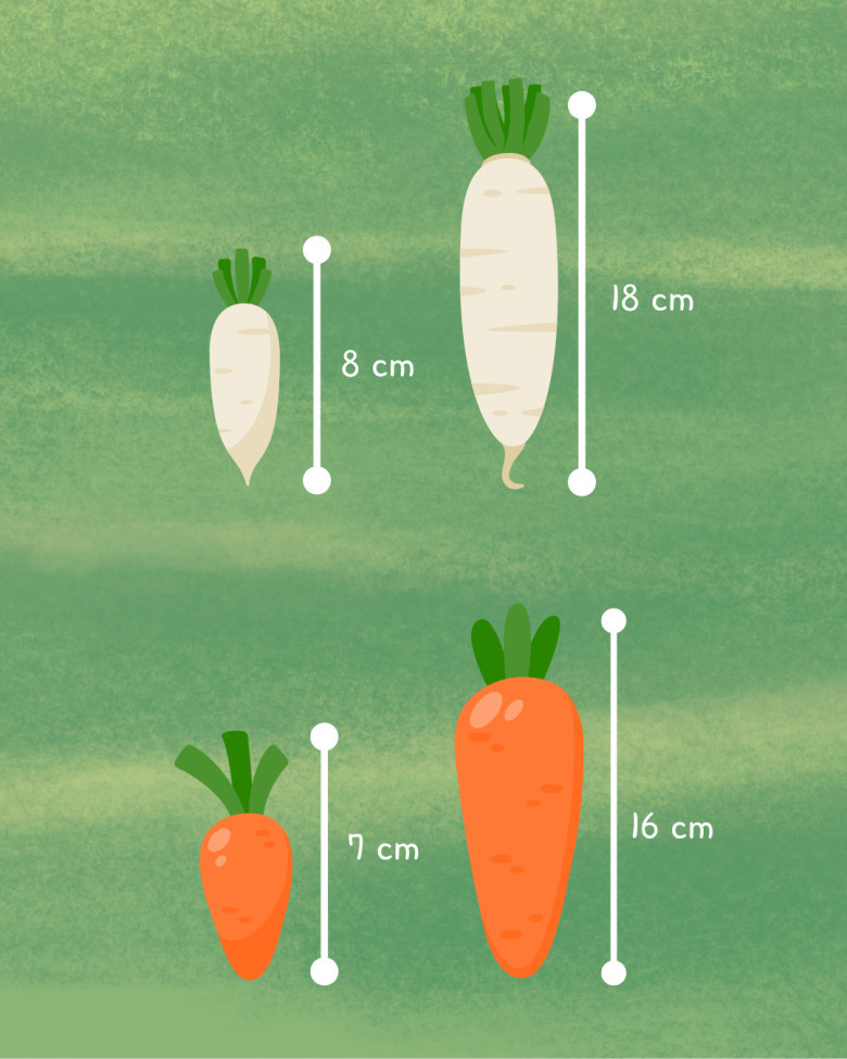 Perhatikan pasangan lobak dan wortel berikut ini. Jika digabungkan, manakah pasangan yang lebih panjang?
