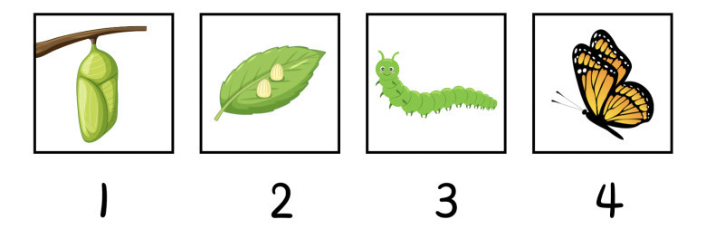 Bagaimana urutan pertumbuhan makhluk hidup berikut ini mulai dari yang terkecil?