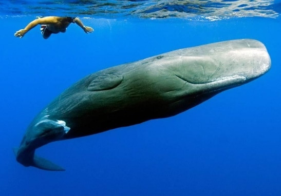 9. Paus Sperma (Sperm Whale)
