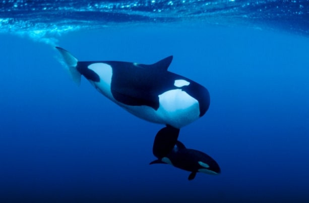 10. Paus Pembunuh (Orca Whale)