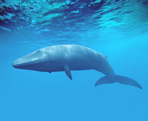 1. Paus Biru (Blue Whale)