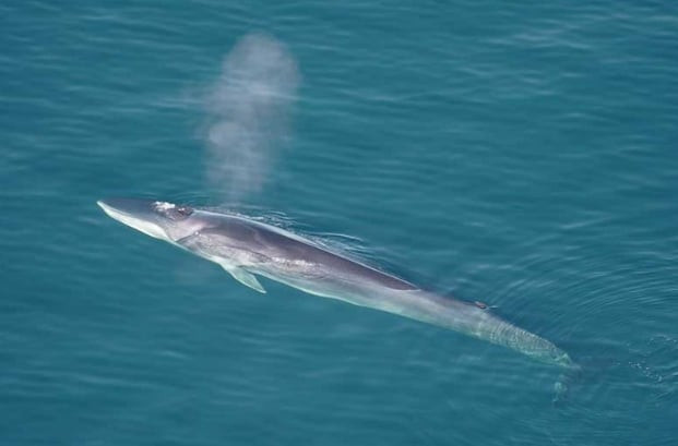 2. Paus Sirip (Fin Whale)