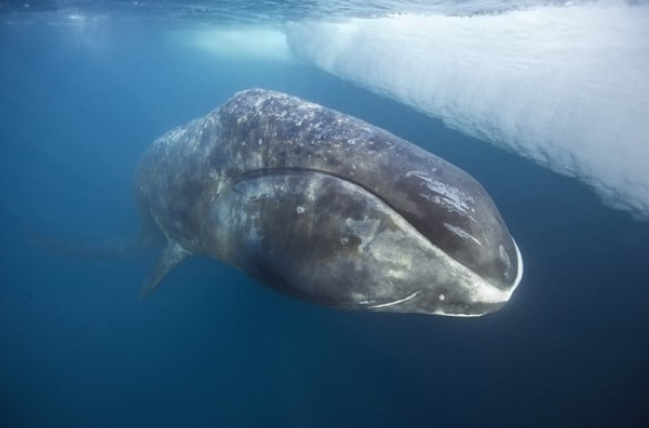 3. Paus kepala busur atau paus bungkuk (Bowhead Whale)
