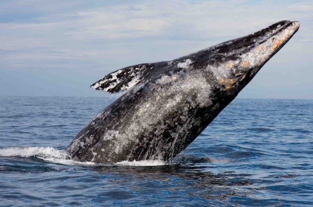 4. Paus abu-abu (Gray Whale)