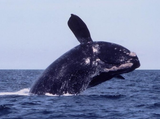 5. Paus Sikat (Southern Right Whale)