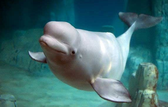6. Paus Beluga (Beluga Whale)
