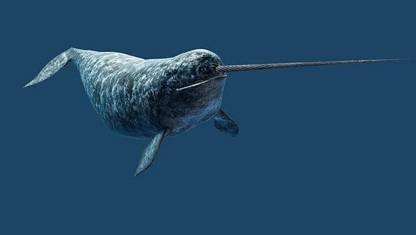 7. Paus Narwhal (Narwhal Whale)