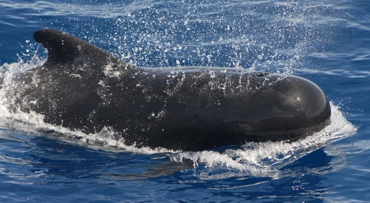 8. Paus Pilot (Pilot Whale)