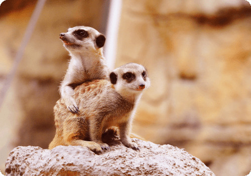Meerkat Feeding