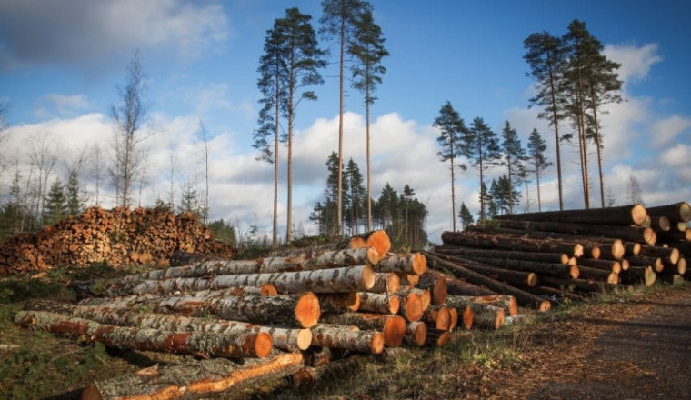 DEFORESTATION