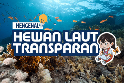 Mengenal Hewan Laut Transparan